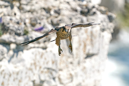 Juvenile Peregrine falcon in its natural habitat at Stevns klint, Denmarkの写真素材