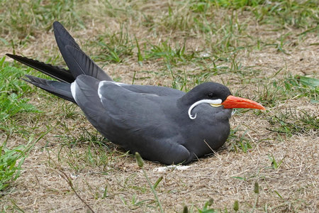 Inca Tern resting on the ground in its habitat