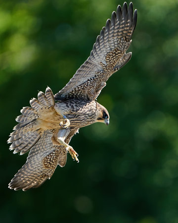 Juvenile Peregrine falcon in its natural habitat at Stevns klint, Denmark