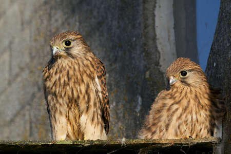 Juvenile Common kestrel in its natural enviroment in Denmarkの写真素材