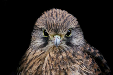 Juvenile Common kestrel in its natural enviroment in Denmarkの写真素材