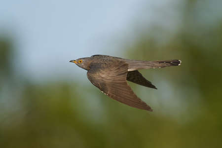 Common cuckoo in flight in its natural enviromentの写真素材