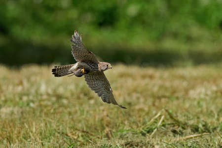 Common kestrel in its natural enviroment in Denmarkの写真素材