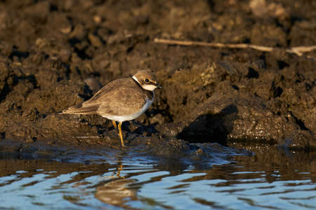 Juvenile Little ringed plover in its natural enviromentの写真素材