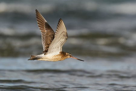 Bar-tailed godwit in flight in its natural enviroment in Denmarkの写真素材
