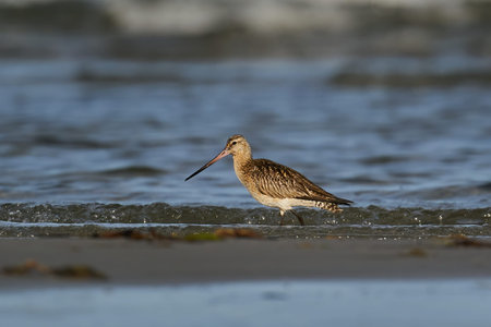 Bar-tailed godwit in its natural enviroment in Denmarkの写真素材
