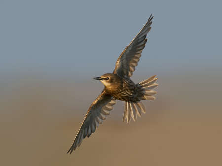 Juvenile Common starling in flightの写真素材