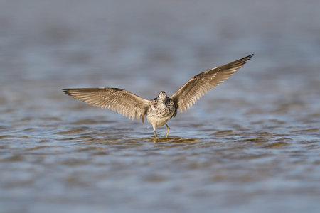 Common greenshank in its natural enviroment in Denmark