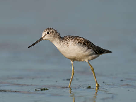 Common greenshank in its natural enviroment in Denmarkの写真素材