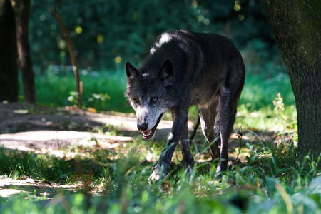 Wolf in its natural enviroment in vegetation