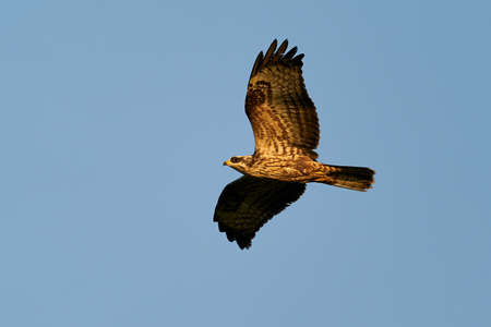 European honey buzzard in flight in early morning lightの写真素材