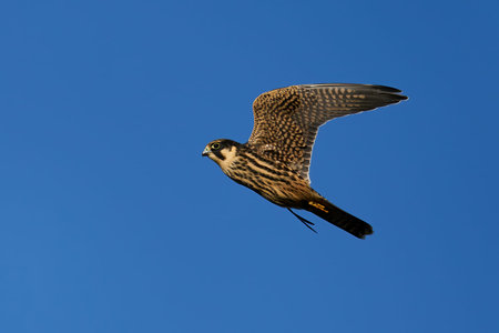 Eurasian hobby in flight in its natural enviroment in Denmark