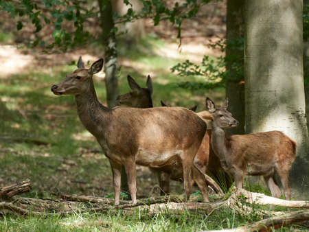 Red deer in its natural habitat in Denmarkの写真素材