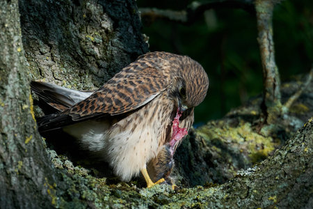 Juvenile Common kestrel in its natural enviroment in Denmark eating a mouseの写真素材