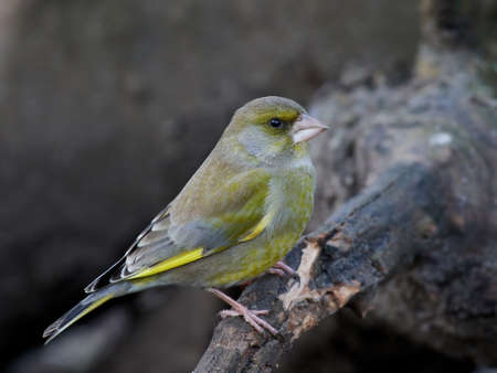 European greenfinch in its natural habitat in Denmarkの写真素材