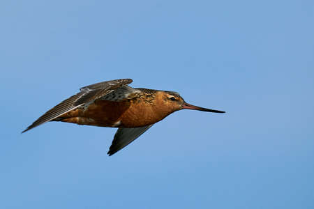 Bar-tailed godwit in flight in its natural enviroment in Denmarkの写真素材