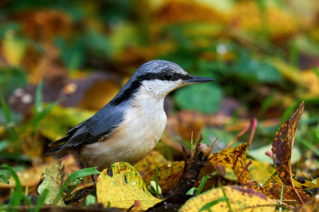 Eurasian nuthatch in its natural enviroment in Denmark