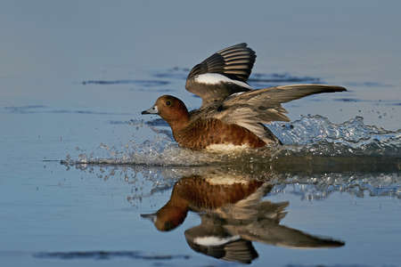 Eurasian wigeon in its natural enviromentの写真素材