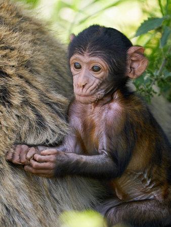 Barbary macaque in its natural enviroment