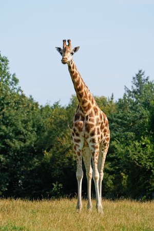 Rothschilds giraffe in its natural enviromentの写真素材