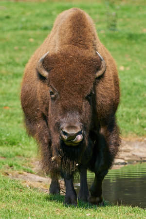 American bison in its natural enviromentの写真素材
