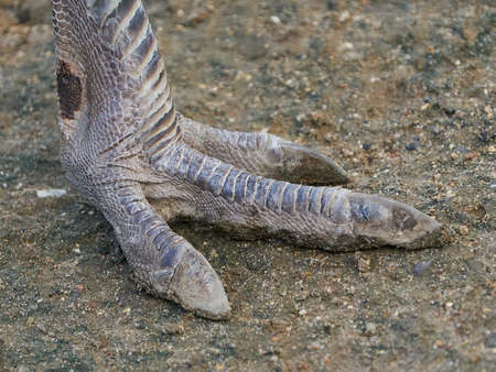 Close up image of the foot on a Greater rhea (Rhea americana)の写真素材