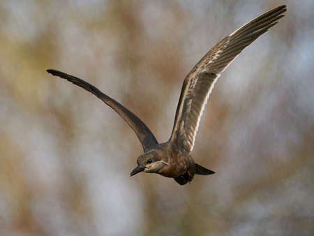 Young Inca Tern in its natural enviromentの写真素材