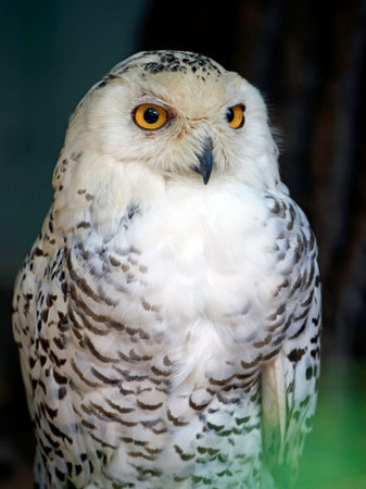 Close up portrait of the Snowy owl (Bubo scandiacus)
