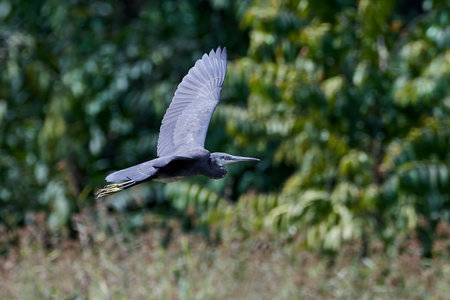 Western reef heron in flight with vegetation in the backgroundの写真素材