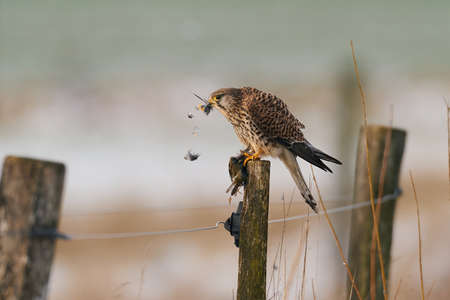 Common kestrel in its natural enviroment eating a little birdの写真素材