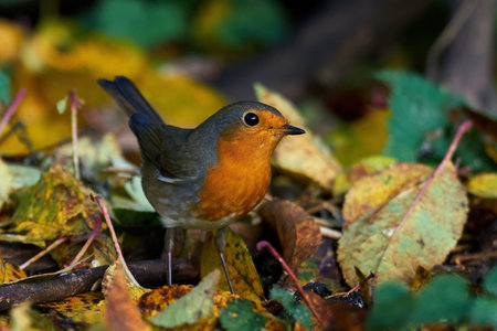 European robin in its natural enviroment