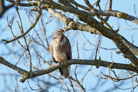 Common buzzard (Buteo buteo) in its natural habitat in Denmark
