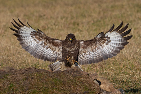 Common buzzard (Buteo buteo) in its natural habitat in Denmark