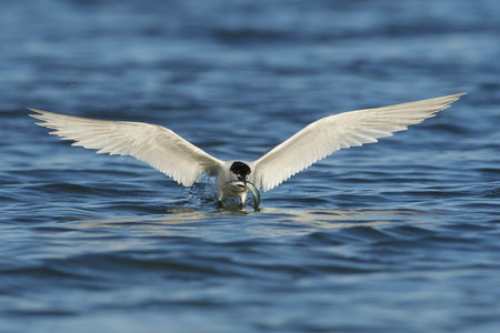 Sandwich tern in its natural habitat in Denmark