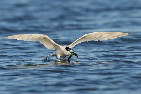 Sandwich tern in its natural habitat in Denmark
