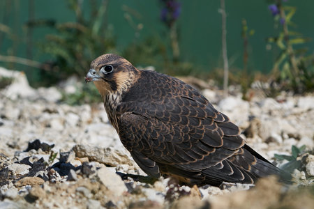 Juvenile Peregrine falcon in its natural habitat at Stevns klint, Denmarkの写真素材