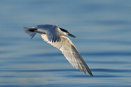Sandwich tern in its natural enviroment in Denmark