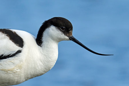 Pied avocet (Recurvirostra avosetta) in its natural enviroment in Denmarkの写真素材