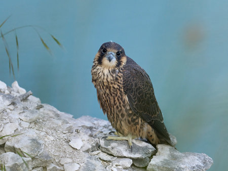 Juvenile Peregrine falcon (Falco peregrinus) in its natural enviromentの写真素材