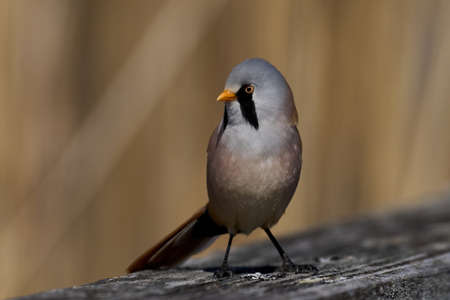 Bearded reedling in its natural enviroment in Denmarkの写真素材