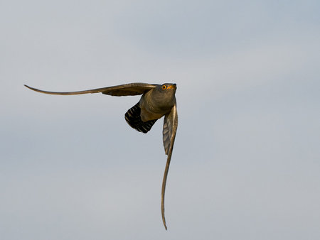 Common cuckoo in flight in its natural enviroment