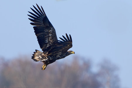 White-tailed eagle in its natural enviroment in Denmark