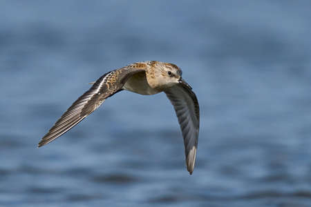 Dunlin (Calidris alpina) in its natural enviromentの写真素材