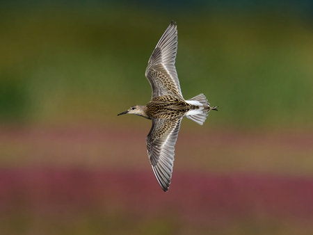 Ruff (Calidris pugnax) in its natural enviroment in Denmark