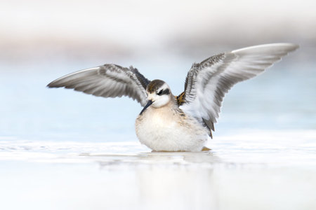 Red-necked phalarope (Phalaropus lobatus) in its natural enviromentの写真素材