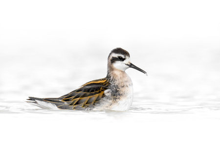 Red-necked phalarope (Phalaropus lobatus) in its natural enviromentの写真素材