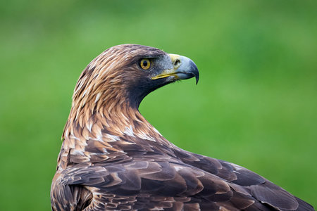 Golden eagle (Aquila chrysaetos) in its natural enviroment