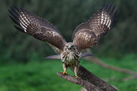 Common buzzard (Buteo buteo) in its natural enviromentの写真素材
