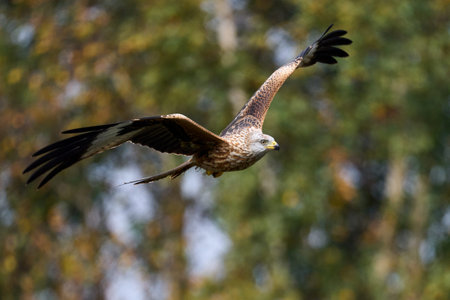 Red kite (Milvus milvus) in its natural enviroment