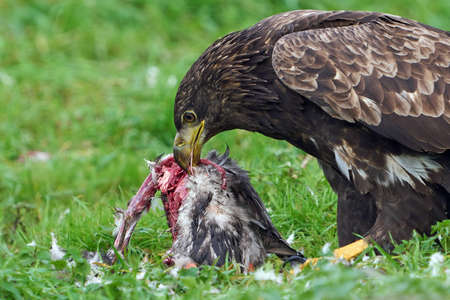 White-tailed eagle (haliaeetus albicilla) in its natural enviromentの写真素材
